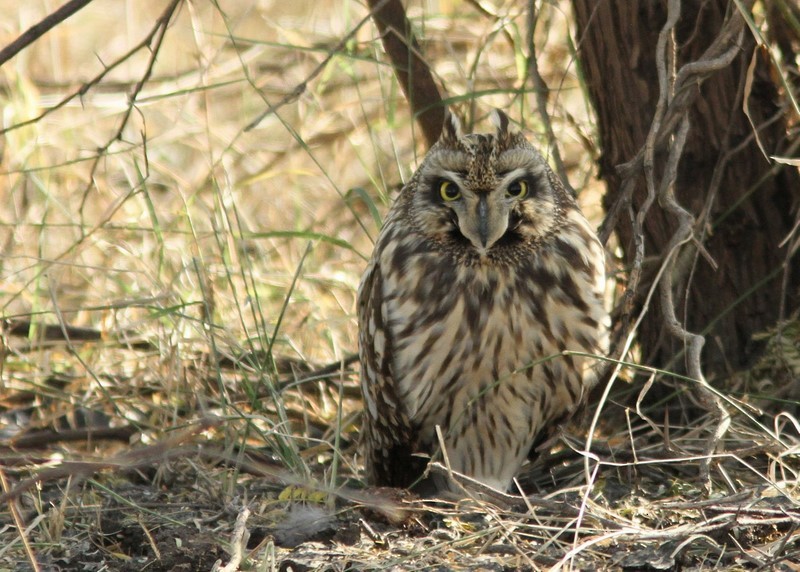 Short-eared Owl - Garima Bhatia