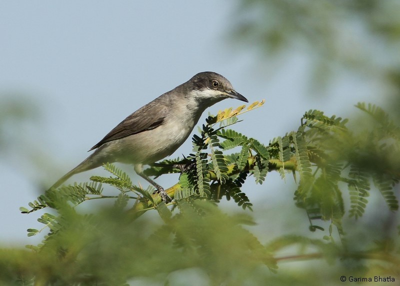 Eastern Orphean Warbler - Garima Bhatia