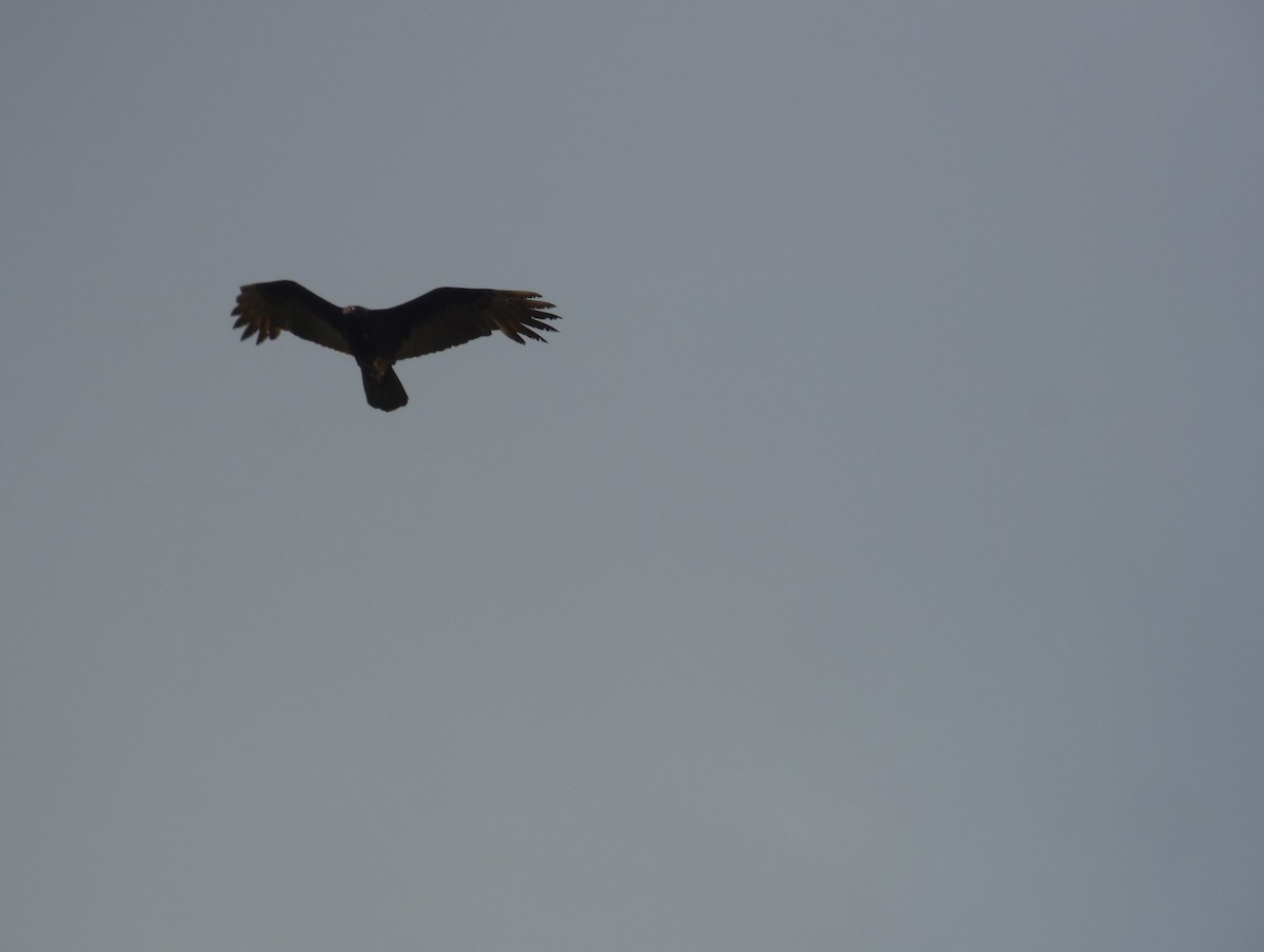 Turkey Vulture (Northern) - ML318501141
