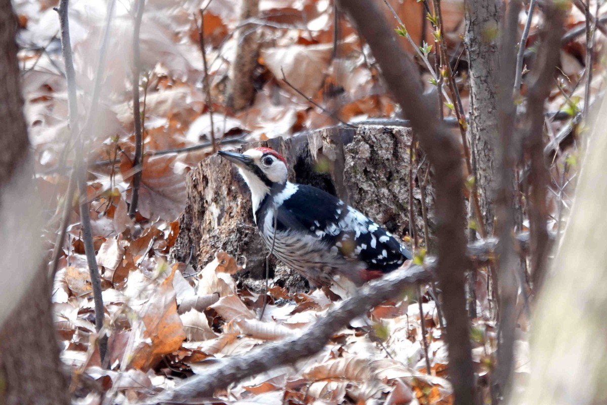 White-backed Woodpecker - ML318503061