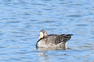 Greater White-fronted Goose, ML318506021