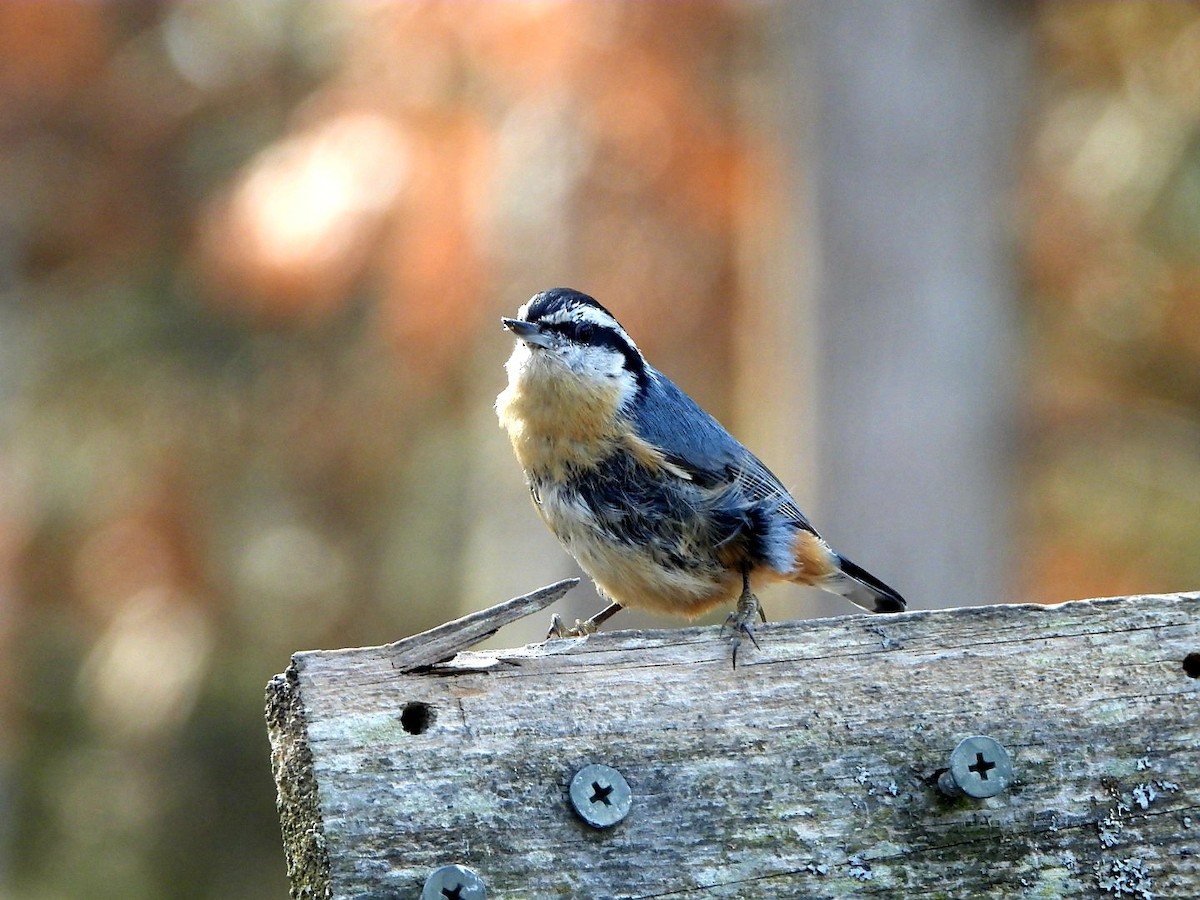 Red-breasted Nuthatch - Capt. Ed Brown