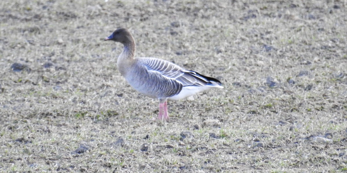 Pink-footed Goose - ML318521071
