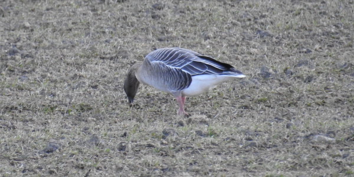 Pink-footed Goose - ML318521151