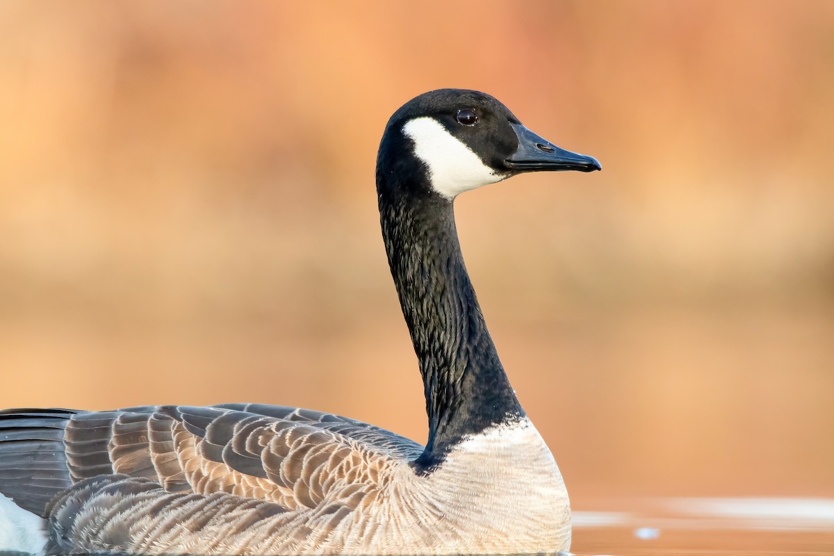 Canada Goose - Matthew Plante