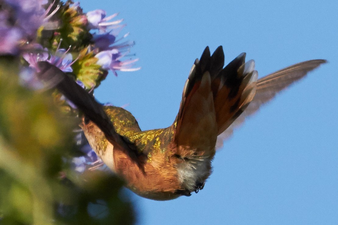Rufous Hummingbird - ML31853591