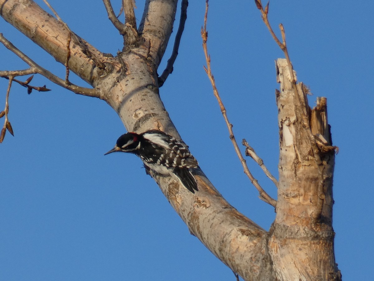 Hairy Woodpecker - David Riddle