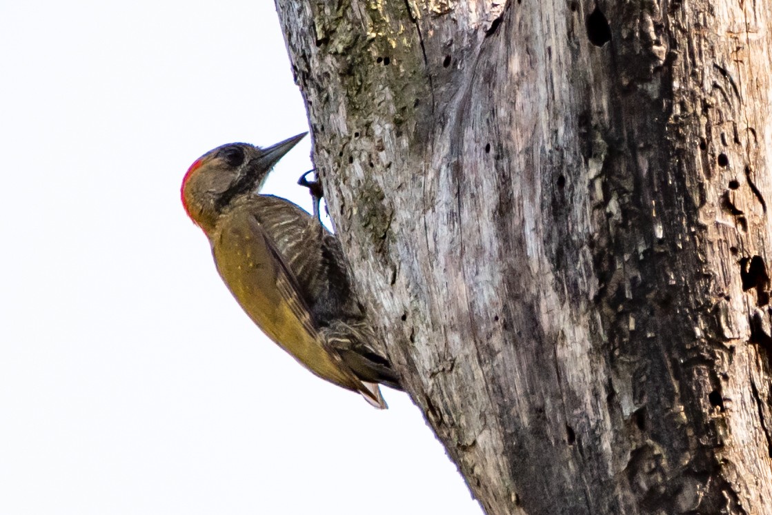 Little Woodpecker - Mery Haro