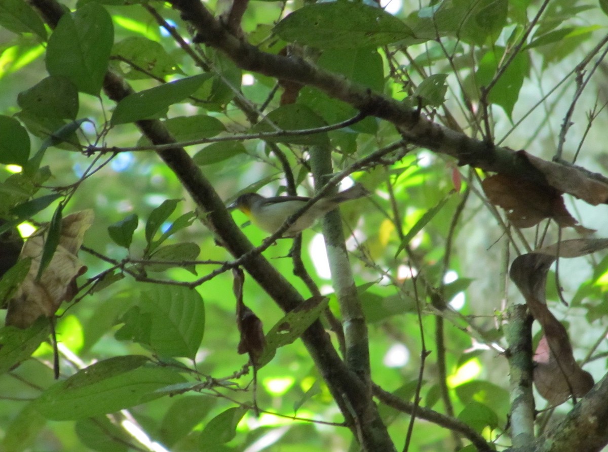 Black-crowned Babbler - ML318549311