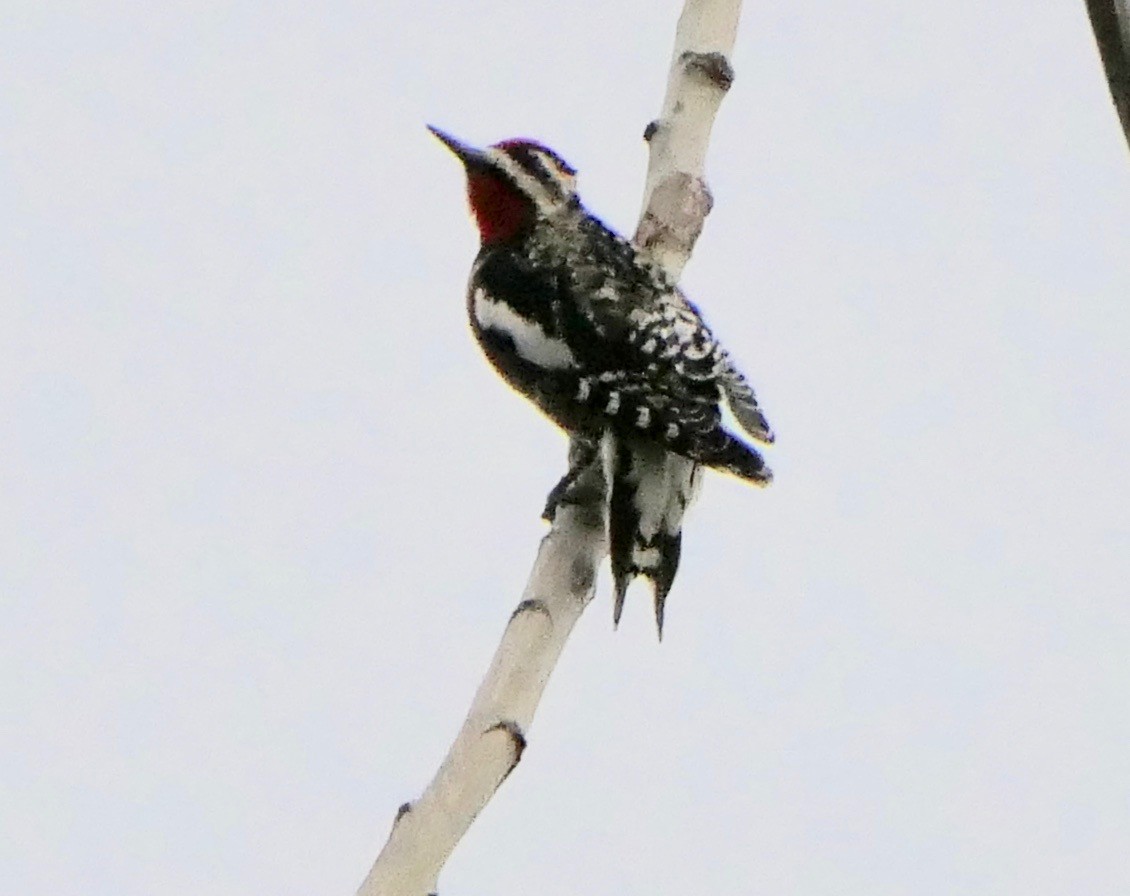 Yellow-bellied Sapsucker - Peggy Maslow
