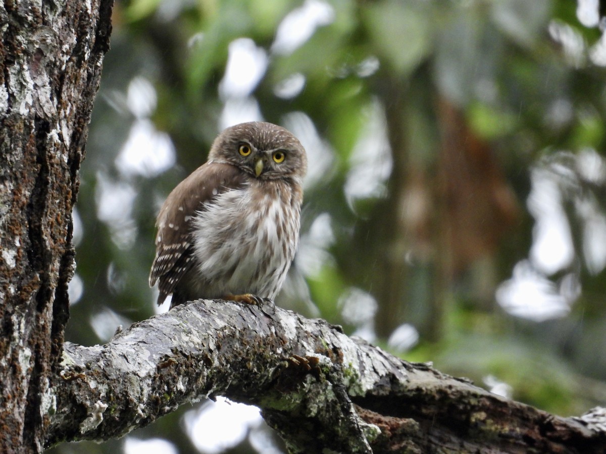 Ferruginous Pygmy-Owl - ML318550471