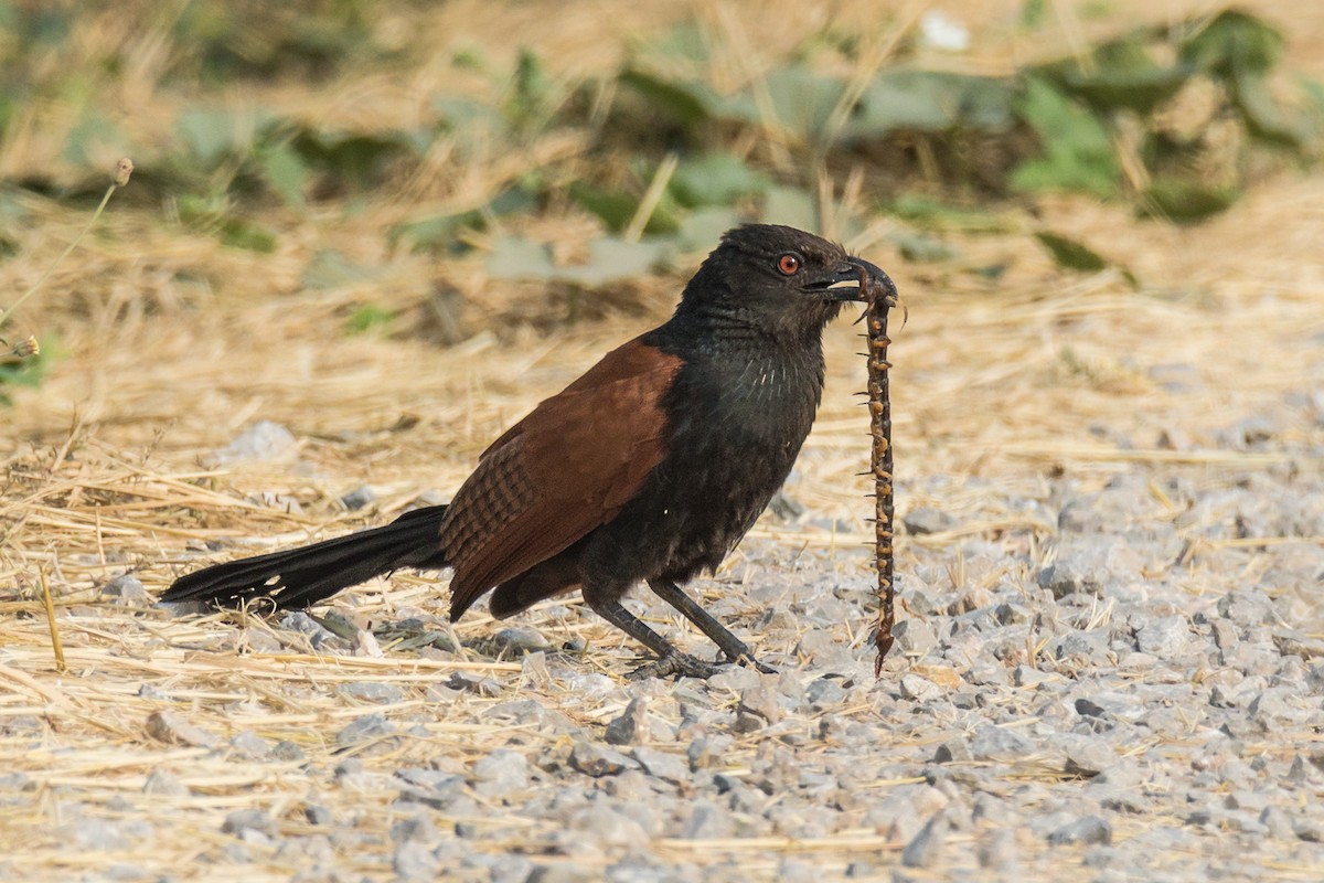 Greater Coucal (Greater) - ML318552031