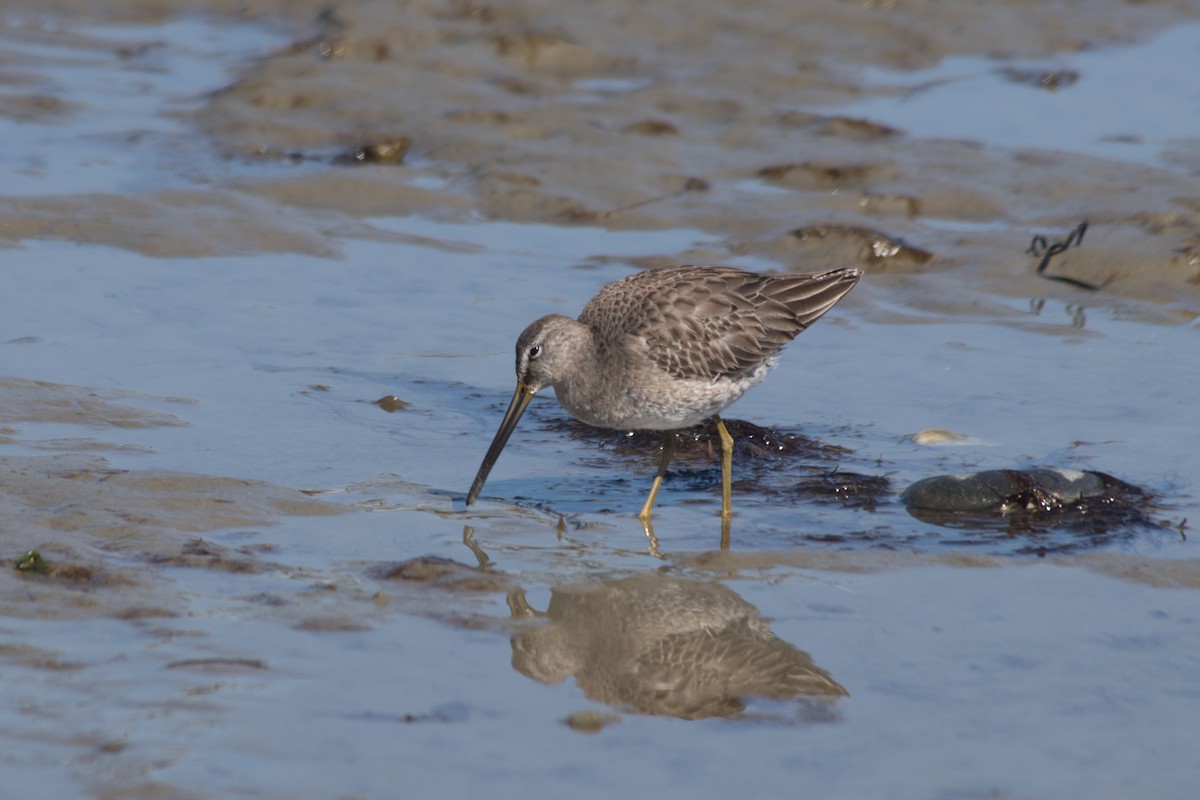 Long-billed Dowitcher - ML318553121