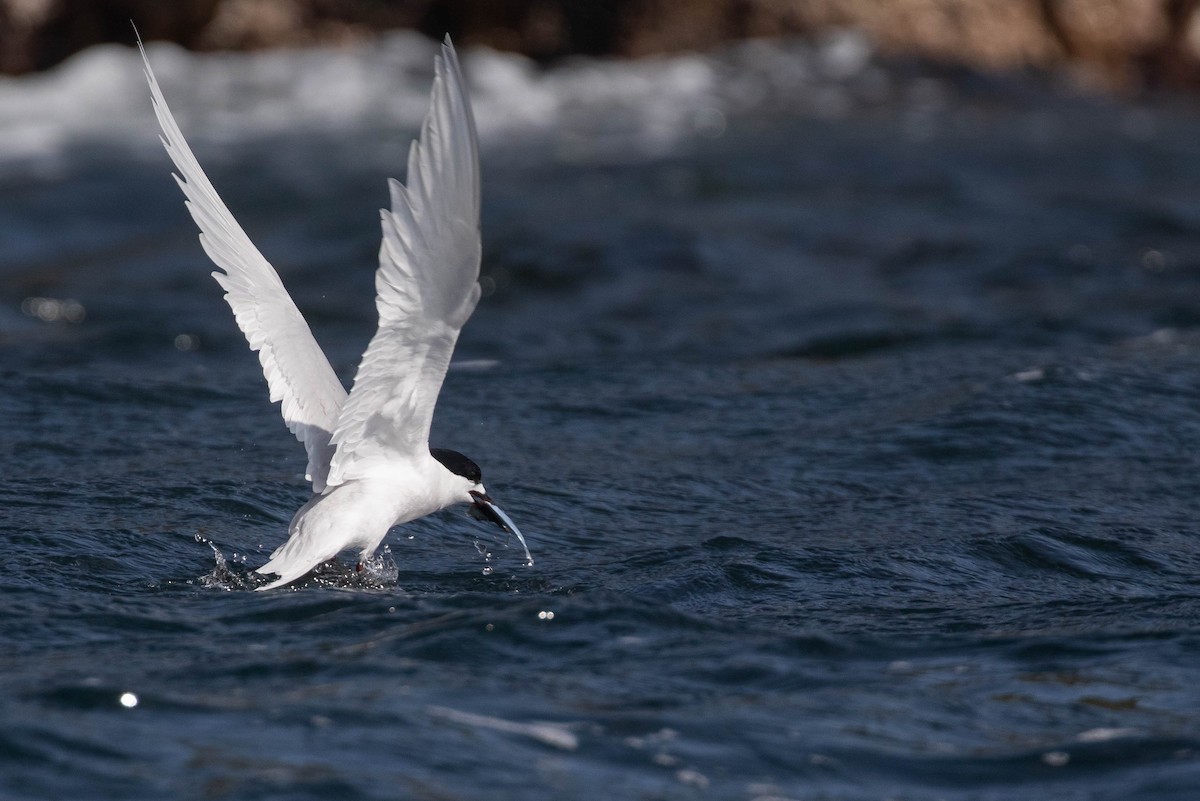White-fronted Tern - ML318553161