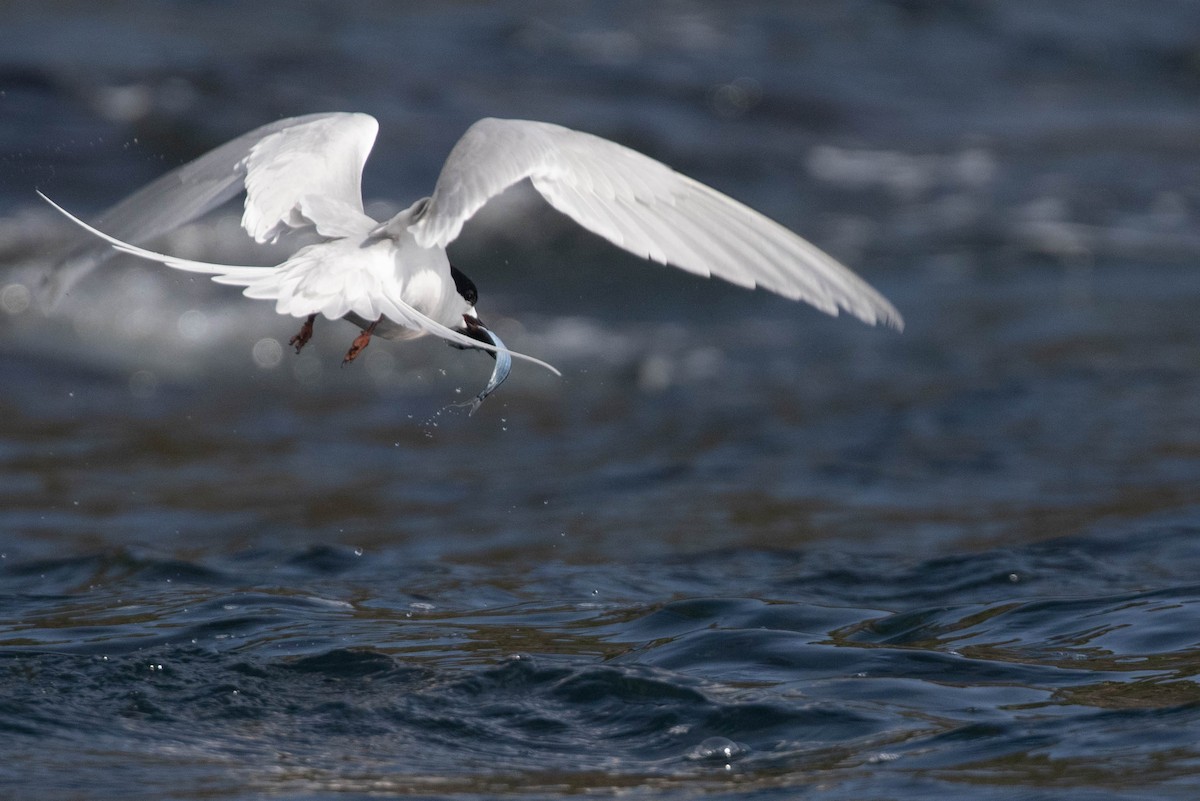 White-fronted Tern - ML318553181
