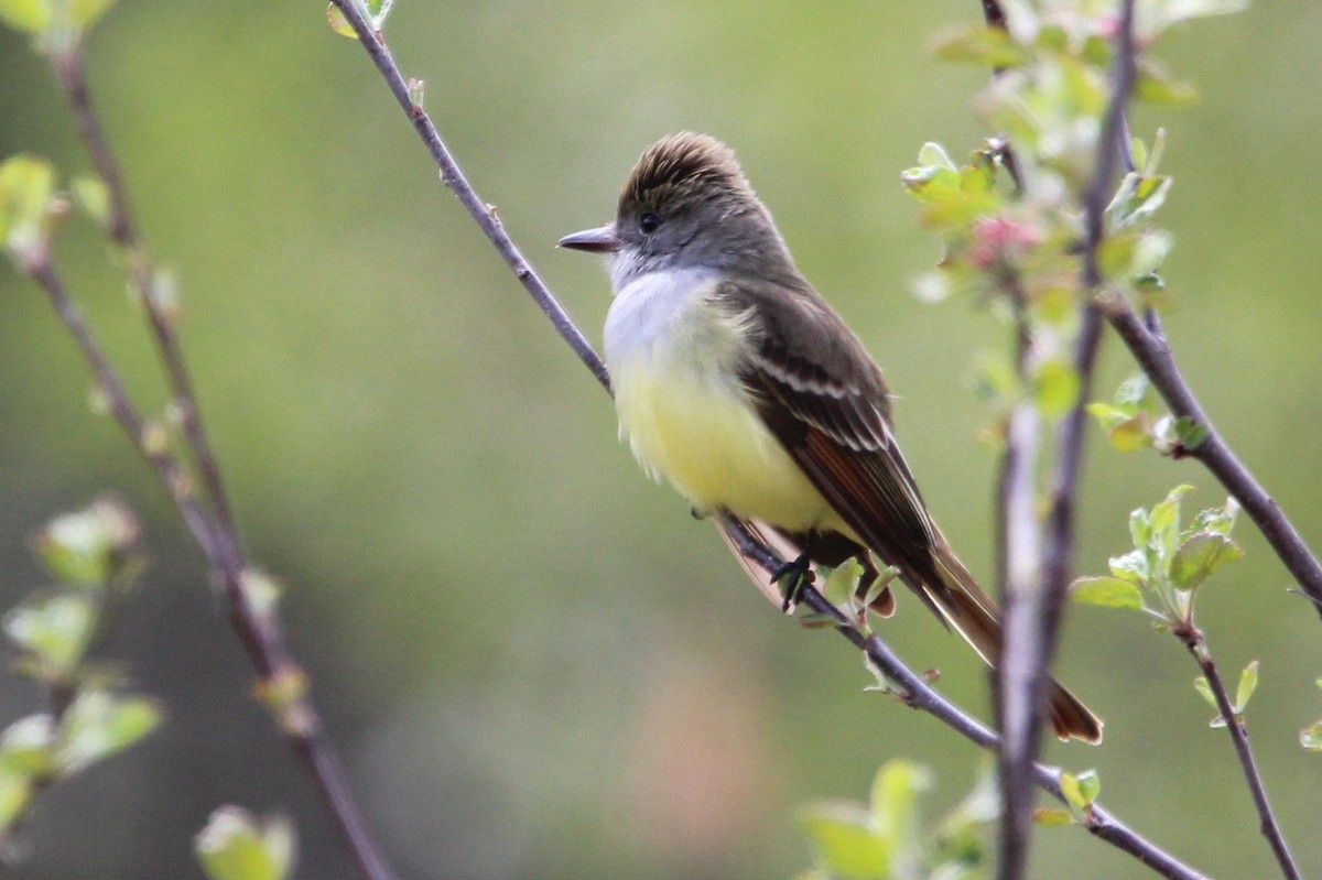 Great Crested Flycatcher - ML318553271