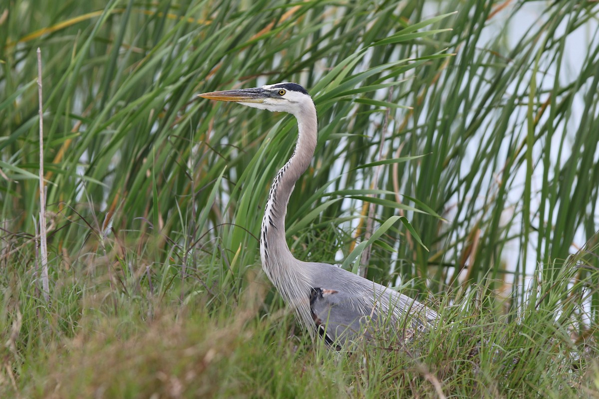 Great Blue Heron - Don Brode