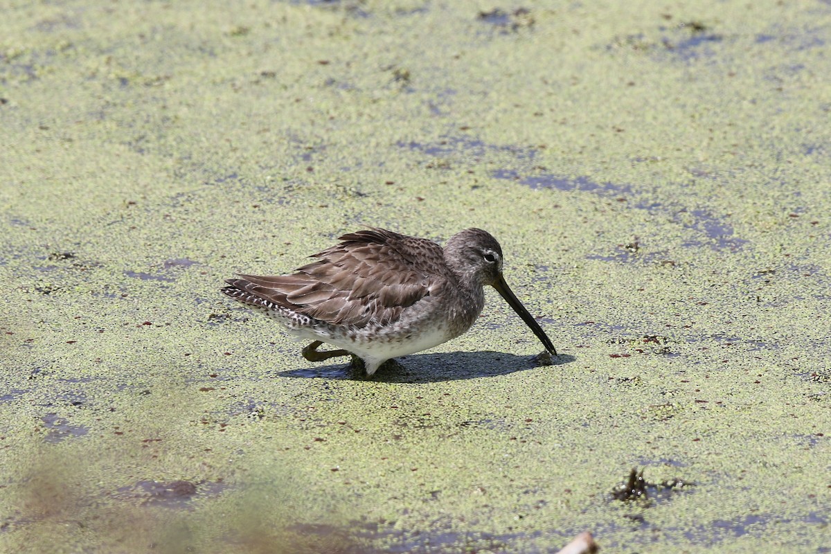 Long-billed Dowitcher - Don Brode