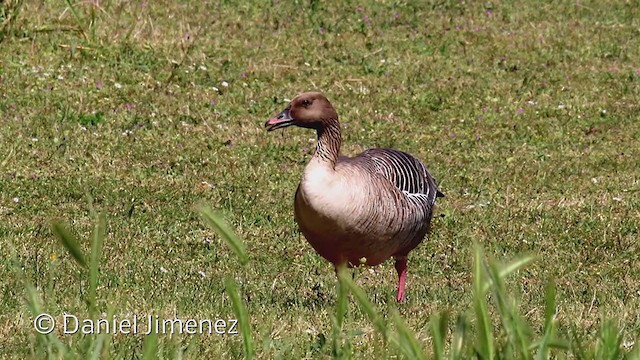 Pink-footed Goose - ML318557331