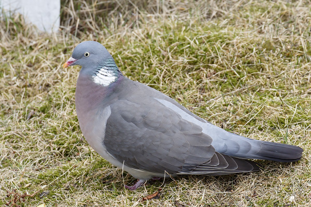 Common Wood-Pigeon - ML318558761