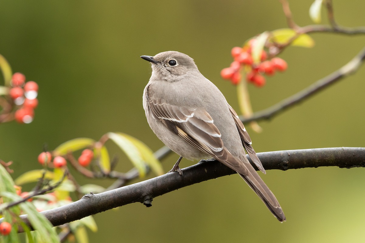 Townsend's Solitaire - ML318572901