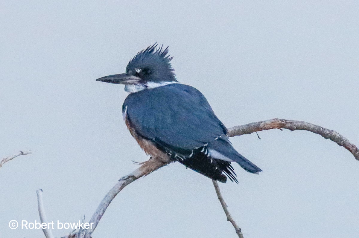 Belted Kingfisher - ML318576731