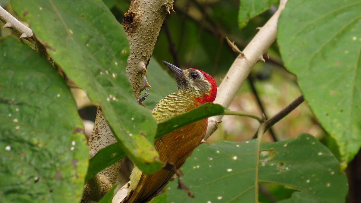 Yellow-vented Woodpecker - ML31857701