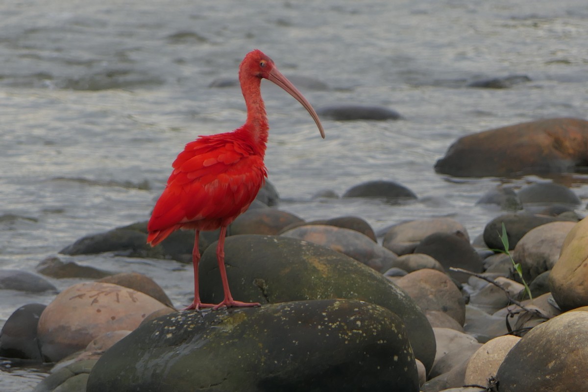 ibis rudý - ML318581121