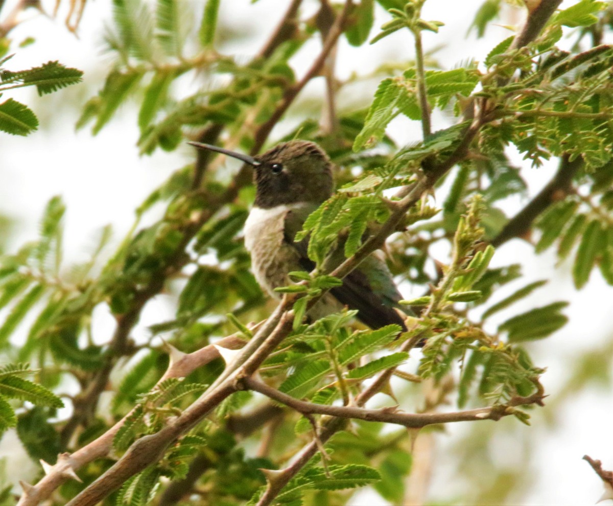 Black-chinned Hummingbird - FELIPE SAN MARTIN
