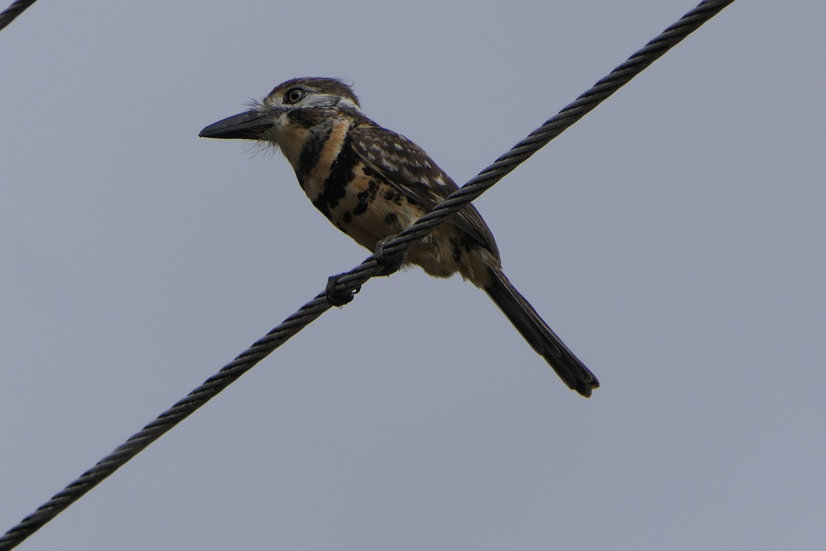 Two-banded Puffbird - ML318582281