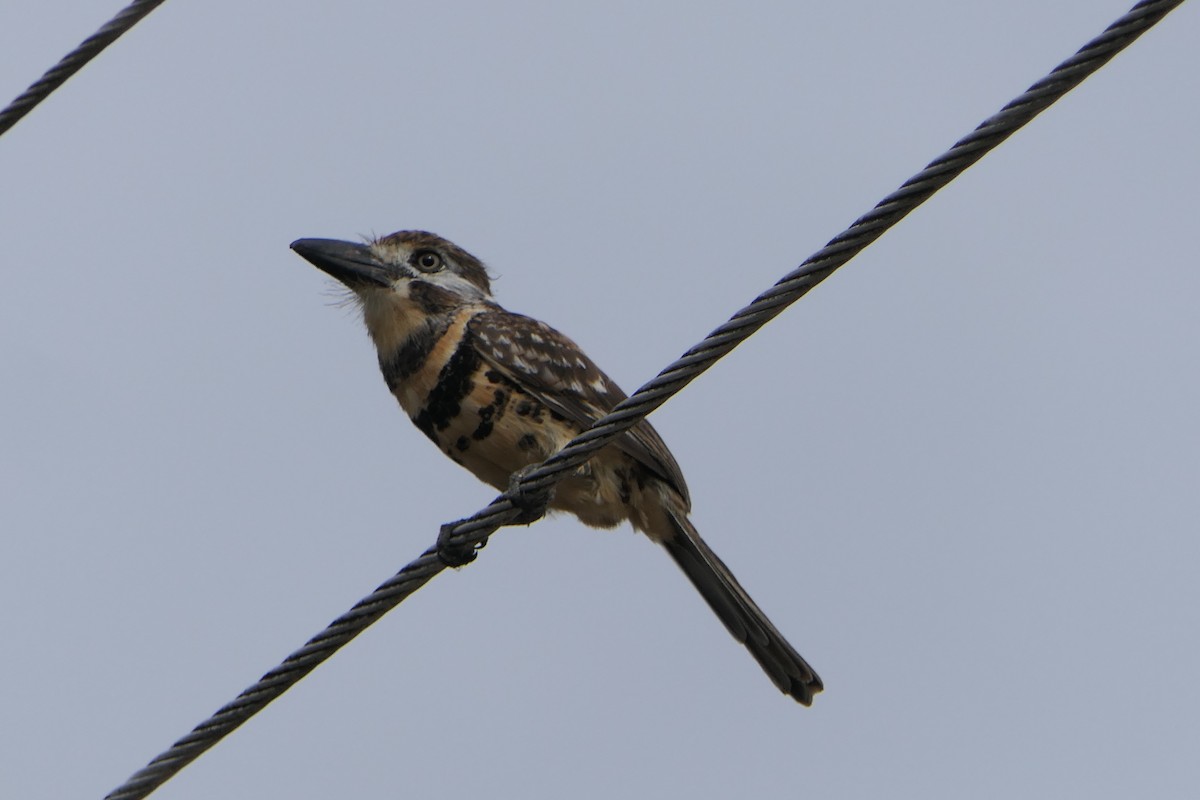 Two-banded Puffbird - ML318582301