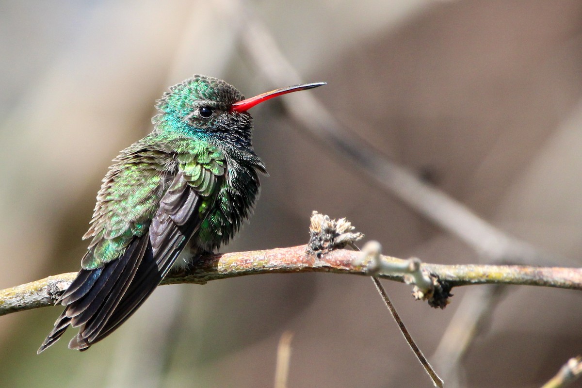 Broad-billed Hummingbird - John Wilson
