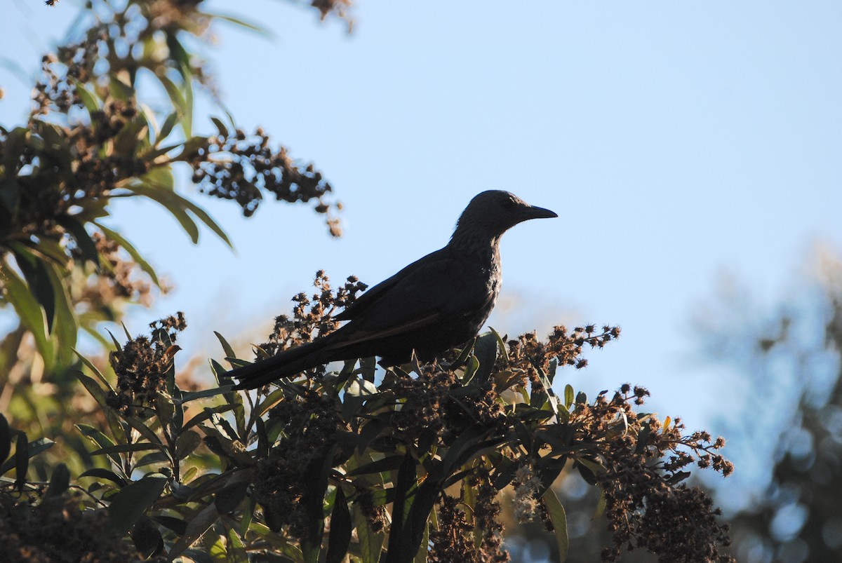 Red-winged Starling - ML318583301
