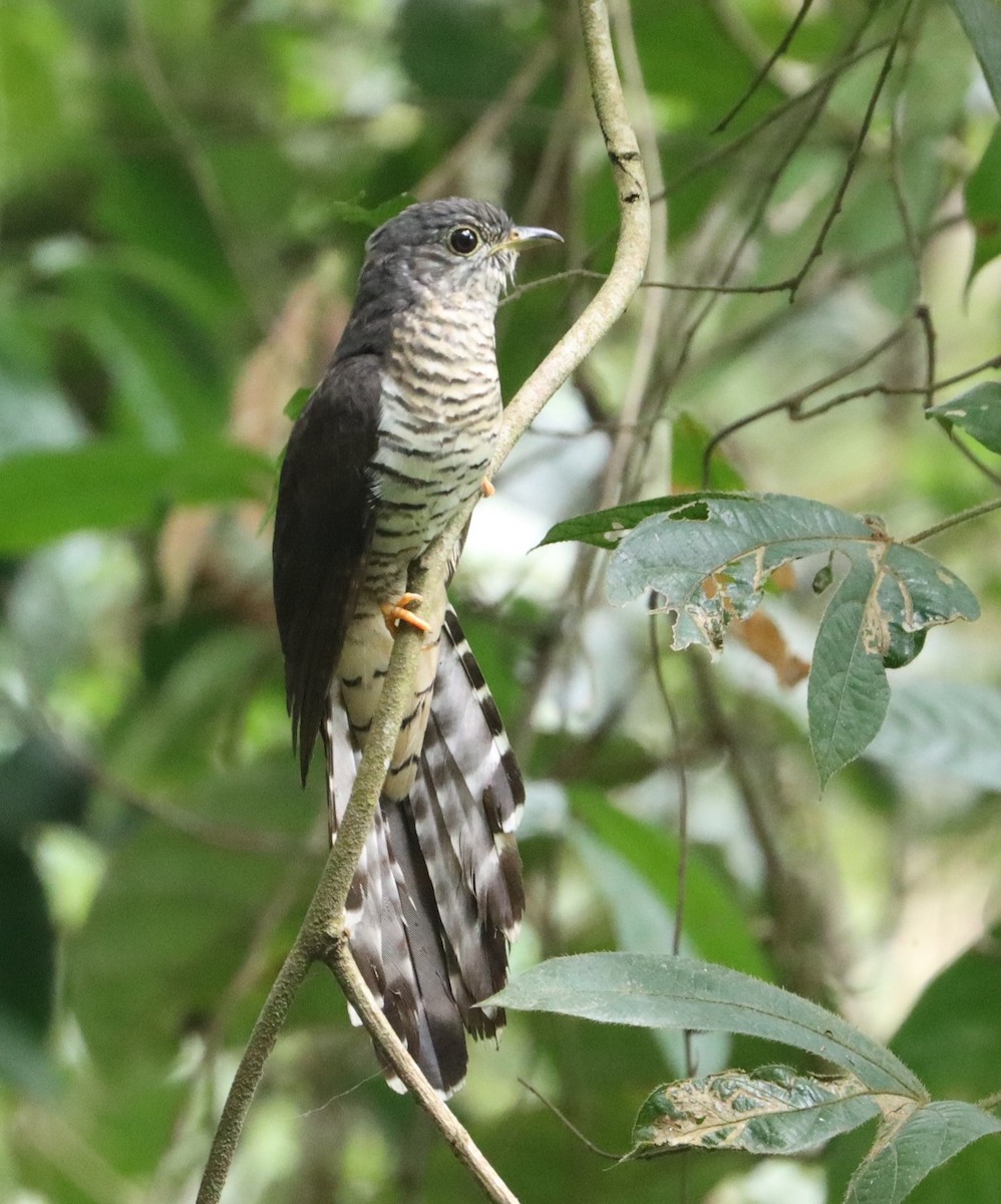 Olive Long-tailed Cuckoo - ML318584501