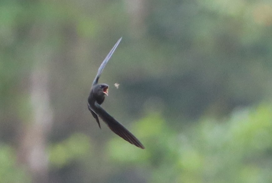 Square-tailed Sawwing - Marc Languy