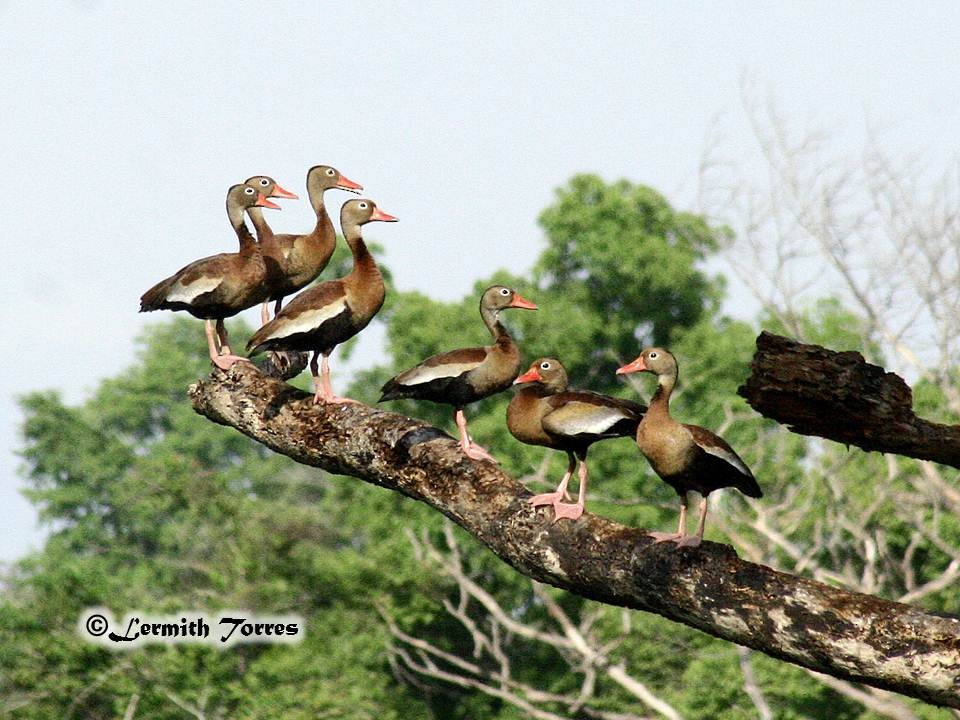 Black-bellied Whistling-Duck - Lermith Torres