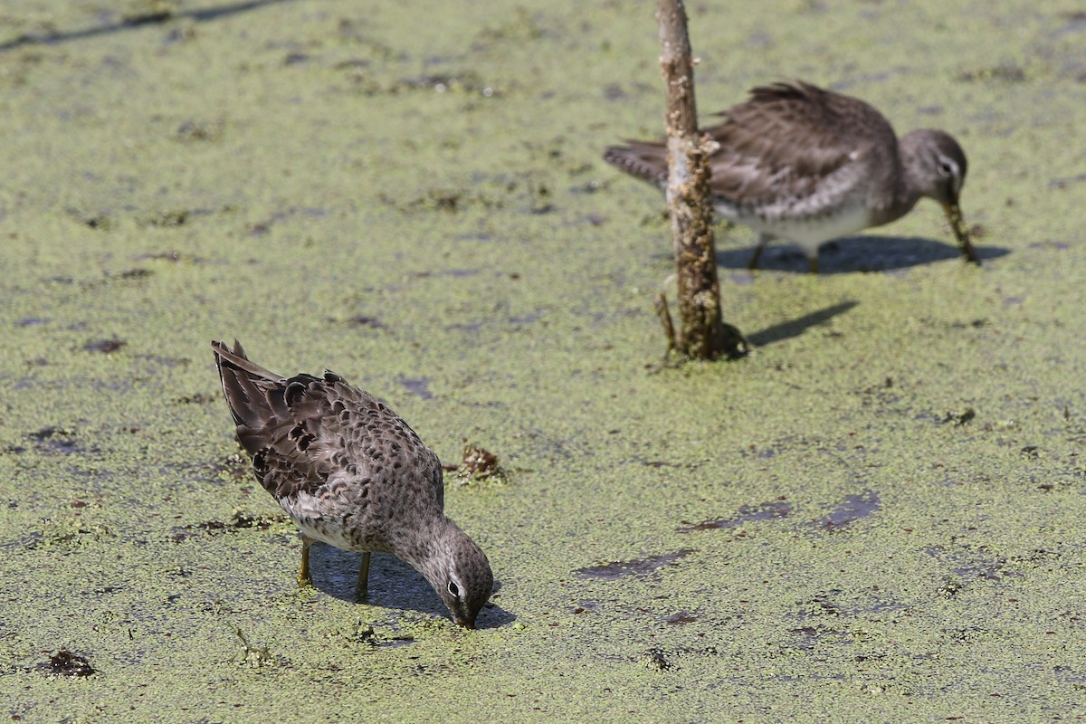 Long-billed Dowitcher - ML318591041