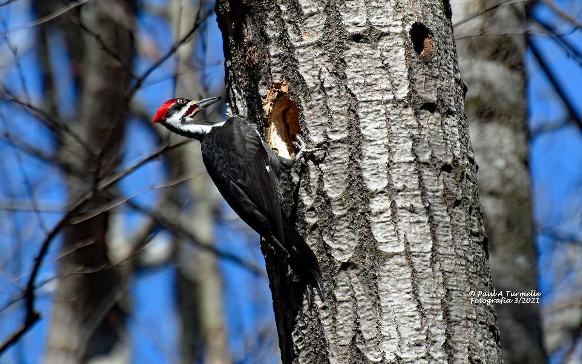 Pileated Woodpecker - ML318592781