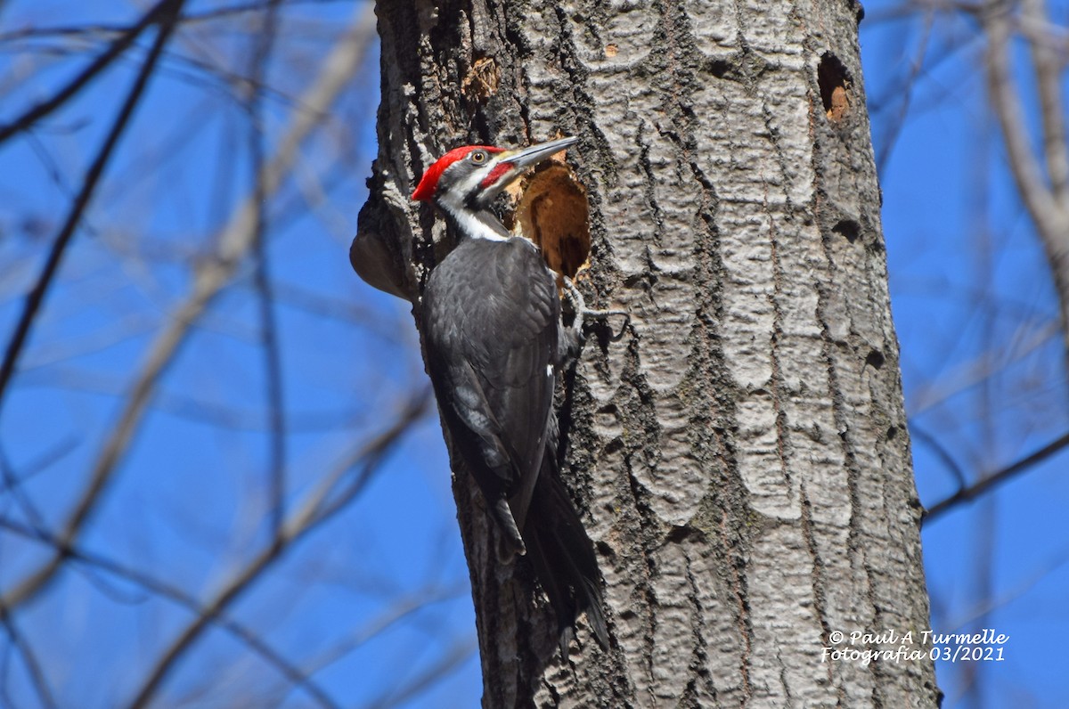 Pileated Woodpecker - Paul A Turmelle