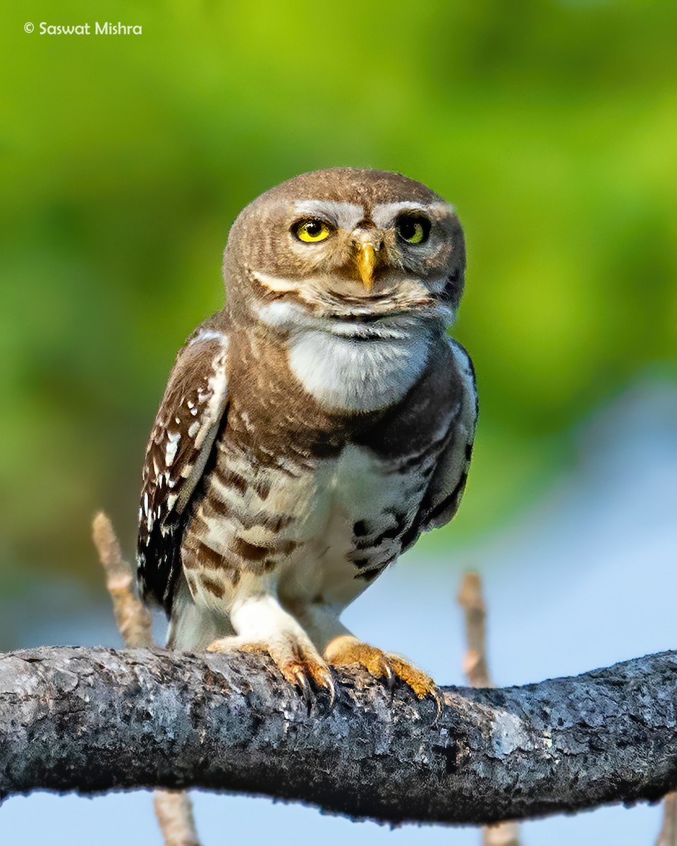 Forest Owlet - ML318597721