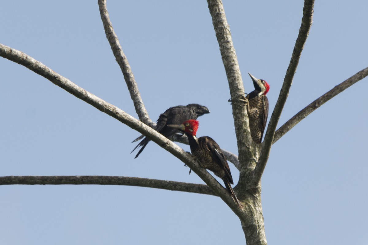Crimson-crested Woodpecker - ML31860211