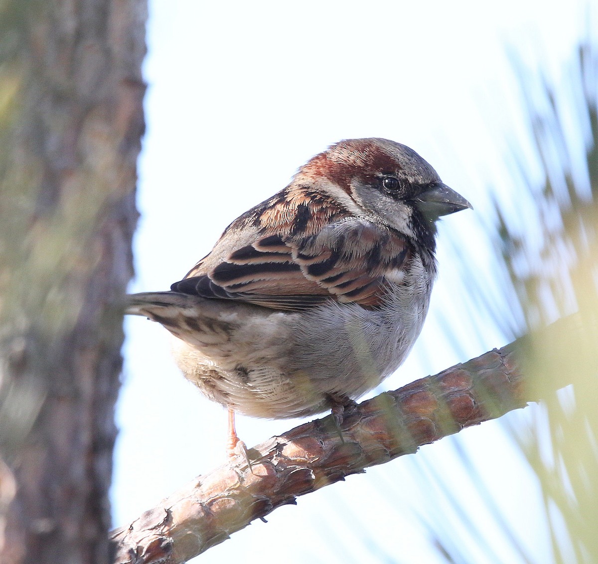 House Sparrow - Charles Fitzpatrick