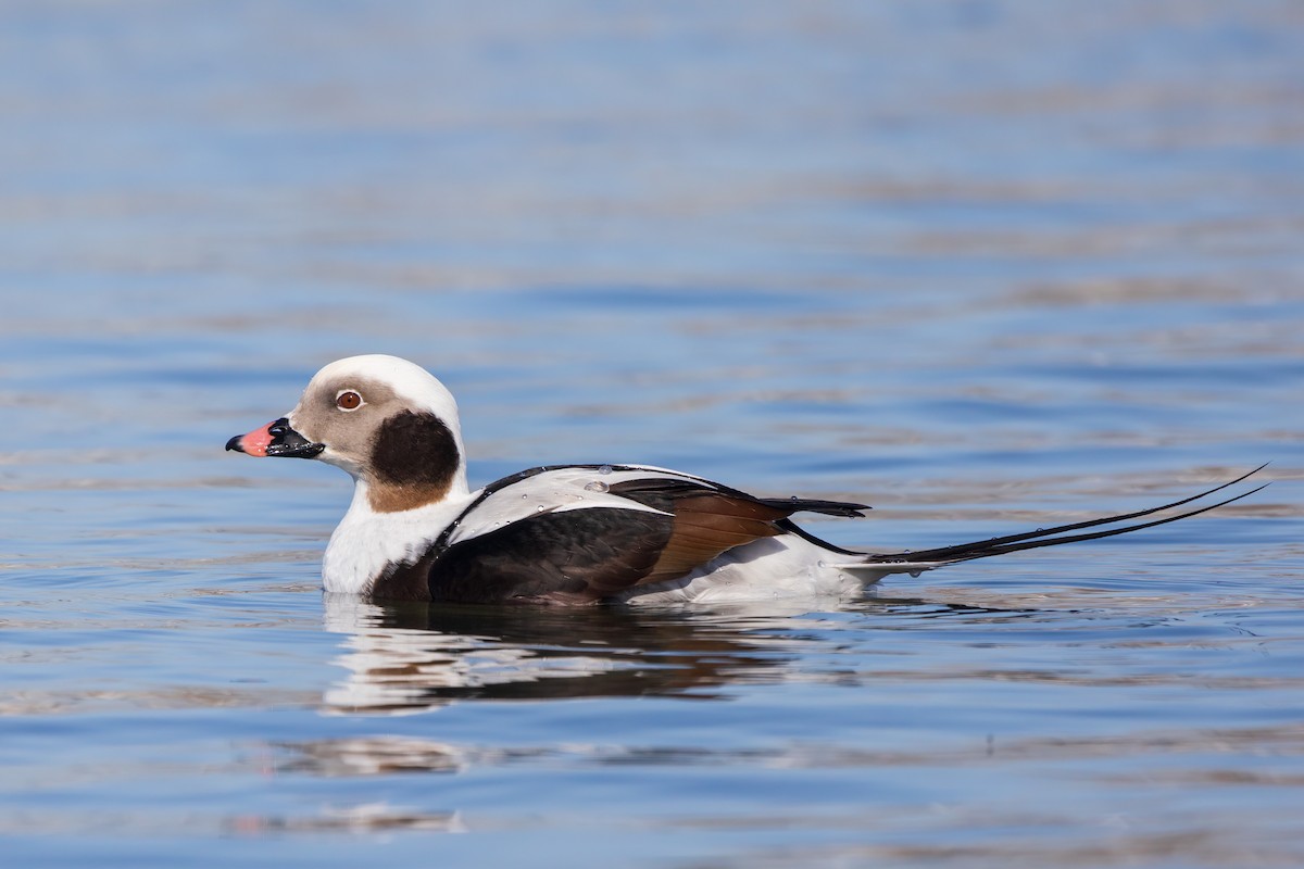 Long-tailed Duck - Brian Stahls