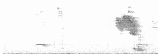 Tropfenbrust-Stachelschwanz - ML318607961