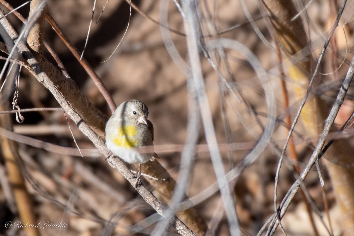 Lawrence's Goldfinch - ML318611771