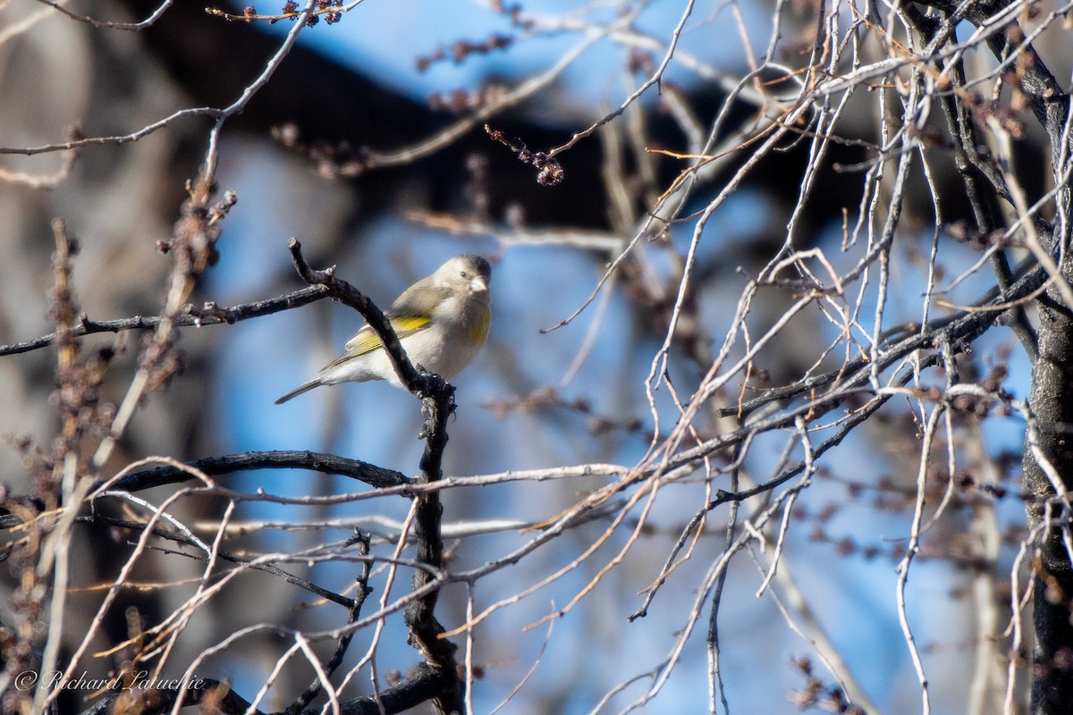 Lawrence's Goldfinch - ML318611851