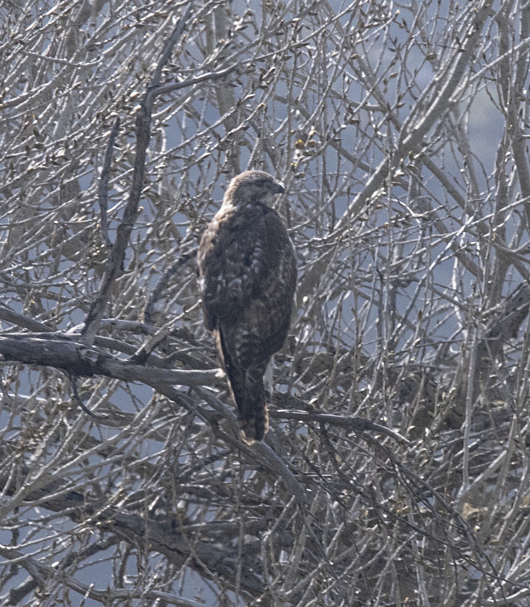 Red-tailed Hawk - ML318612071