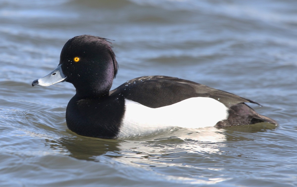 Tufted Duck - ML318612241