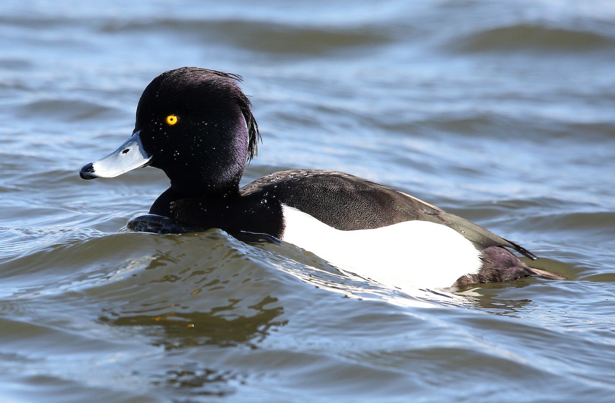 Tufted Duck - ML318612761