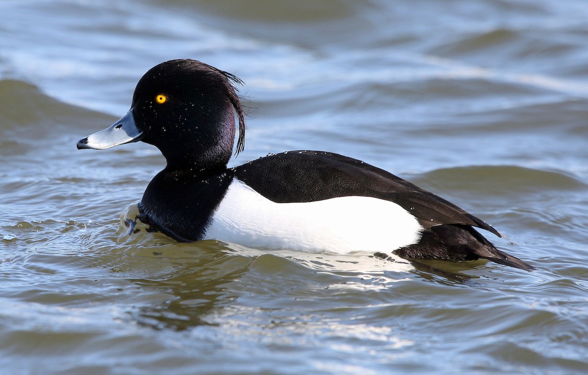 Tufted Duck - ML318613471